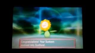 ORAS Sunkern Evolving into Sunflora [upl. by Nnylarac]