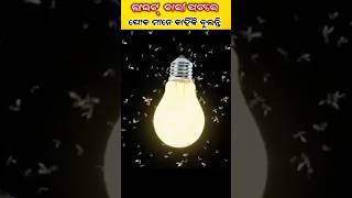 ପୋକ ମାନେ Light ଚାରି ପଟରେ କାହିଁକି ବୁଲିଥାନ୍ତି [upl. by Yedarb591]