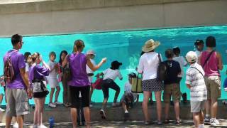 Lincoln Park Zoo the polar bears [upl. by Arondel70]