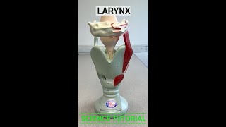 Larynx [upl. by Hluchy]