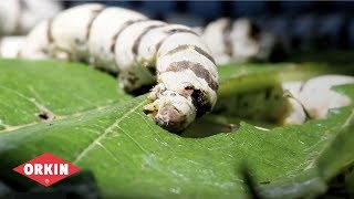 Bug Wisdom  Silkworm  Orkin Pest Control [upl. by Madalyn]