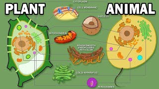 PLANT VS ANIMAL CELLS [upl. by Ijuy319]