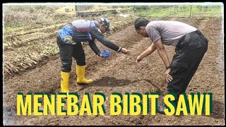 Menebar bibit Sawi [upl. by Ryle473]