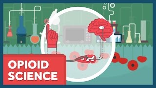 The Science of Opioids [upl. by Aiekal]