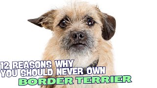 12 Reasons Why You Should Never Own a Border Terrier 🐾 [upl. by Assirehc566]