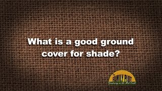 QampA  What is a good ground cover for shade [upl. by Nylatsirhc794]