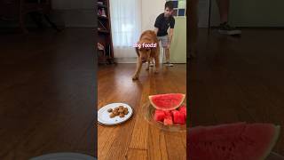 Human Food vs Dog Food with Daisy [upl. by Rafaelita848]