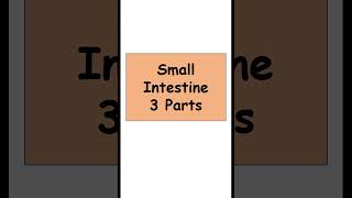 Small intestine 3 parts digestiveorgans anatomy biology [upl. by Ahsinid]