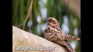 Earopean nightjar Caprimulgus europaeus [upl. by Arvind789]