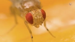 ScienceCasts Fruit Flies on the International Space Station [upl. by Glanville]