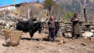 Tibetan Village Life high in the Himalayas Life in the mountains [upl. by Alburga]