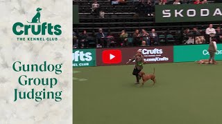 Gundog Group Judging  Crufts 2024 [upl. by Yelnahs]