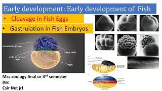 Early development in fish Cleavage gastrulation germ layer Early development of vertebrates Fish [upl. by Packston598]