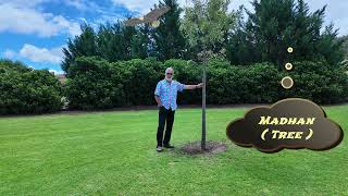 Aboriginal Culture Kurrajong Tree Australia [upl. by Ahsiei363]