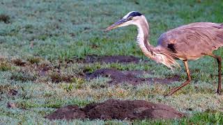 Great Blue Heron hunting and finally catching and eating a gopher Reuploaded 4K [upl. by Indnahc677]