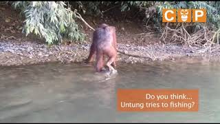 UNTUNG ORANGUTAN FISHING [upl. by Sahcnip497]