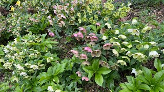 Beautiful hellebores great perennials plant [upl. by Aicatsue14]