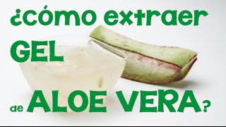 Cómo extraer el gel de aloe vera o sábila Obtención de aloe a partir de su planta [upl. by Opal]