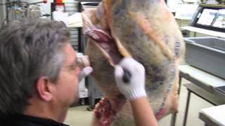 Breaking down a prime hindquarter 1 [upl. by Liatrice]