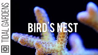 Seriatopora Birds Nest Corals [upl. by Barkley583]