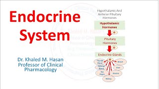 Endocrine System Overview [upl. by Jovi662]