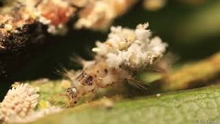 Trash bug lacewing larva dorsal packet loading [upl. by Ebocaj966]