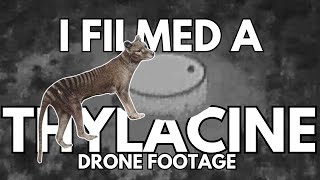 Tasmanian Tiger Thylacine filmed in 2023 on the mainland 1080p [upl. by Edya]