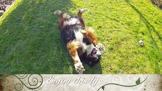 Bernese Mountain Dog enjoying life  Berner Sennenhund Lola genießt das Leben und die Sonne [upl. by Anigger]