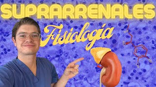 Fisiología de las glándulas SUPRARRENALES [upl. by Cobbie]