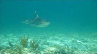 Sharks eating Lionfish  Eleuthera Bahamas [upl. by Galitea]