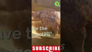 pangolin pangolin pangolinanimal pangolinwalking pangolinrollingintoaball pangolincartoon [upl. by Araccat]