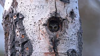 Northern Sawwhet Owl [upl. by Jill]