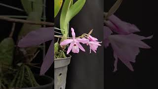 Laelia rubescens var Pink flowers orchid [upl. by Akinit]