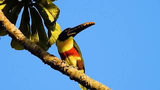 CHESTNUTEARED ARACARI PTEROGLOSSUS CASTANOTIS ARAÇARICASTANHO Free birds in nature [upl. by Elmaleh538]