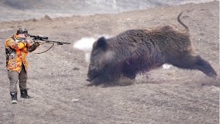 SHOCKING SHOOTS The most shocking Wild Boar shot of all time TOP 200 [upl. by Eissat597]