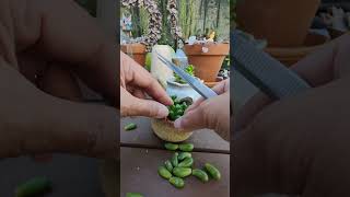 How to propagate Sedum Hernandezii quotgreen turtle eggquot  bikolanahardinera shortvideo succulent [upl. by Bridge864]