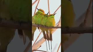 The Asian green beeeater Merops orientalis birds viral viralshorts greenbeeeater beeeater [upl. by Jdavie886]