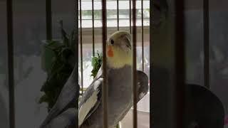 SvediPie Mares Eat Oats GoodMorning cockatiel singing [upl. by Ahsertal]