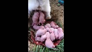 bunnies giving birth😳rabbitbaby rabbit shortvideo shorts [upl. by Nayr]