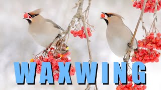 BOHEMIAN WAXWING birds in winter [upl. by Flavia]