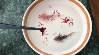 Feeding the baby axolotls [upl. by Sajet]