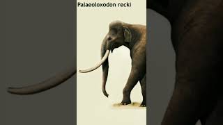 The Giant of the Past StraightTusked Elephant Facts You Didnt Know PrehistoricGiants Extinct [upl. by Bartholomeus193]