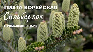 Пихта корейская Сильберлок сорт для маленьких садов [upl. by Christenson]