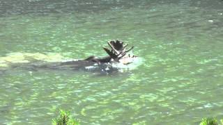 Diving Moose on Swiftcurrent Trail [upl. by Sihonn901]