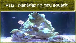 Planárias no meu aquário marinho [upl. by Owiat]