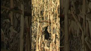 Pheasant in the cornfield nature birds [upl. by Euqinue572]