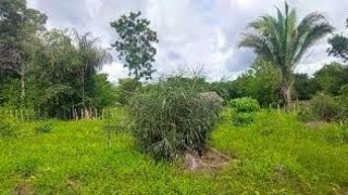 VENDE SE ESTE ÓTIMO TERRENO COM AGUA LUZ E INTERNET NO POVOADO ANGELIM A 13 KM DE ESPERANTINA PIAUÍ [upl. by Aba216]