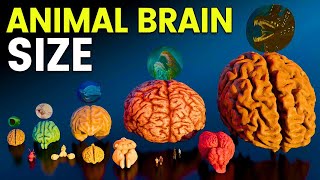 Brain Size Comparison  Animal  Human  Monster  Biggest Brain  Fictional Brain Brain Size Video [upl. by Celinda357]