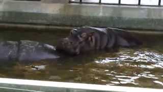 De Nijlpaarden van ZOO Antwerpen  Hippos from ZOO Antwerp [upl. by Ludlew779]