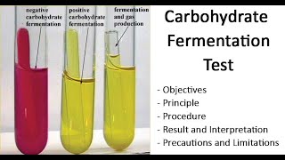 Carbohydrate Fermentation Test A Biochemical Test for Acid amp Gas Producing Bacteria II Durham Tube [upl. by Hukill]